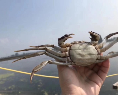 固城湖螃蟹品牌授权是什么意思？