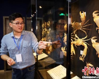 "90后"台湾青年厦门创立螃蟹博物馆