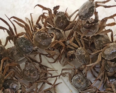 固城湖大闸蟹多少钱一斤？