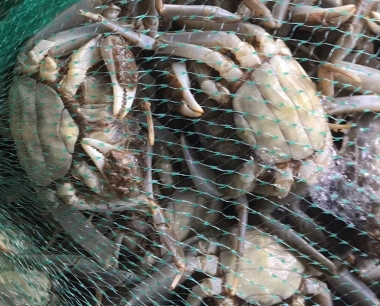 固城湖大闸蟹有多长时间的寿命？