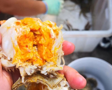 大闸蟹的蟹黄蟹膏吃了会发胖吗