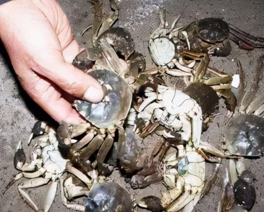 死螃蟹能吃吗？大闸蟹死了怎么办？