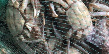 固城湖大闸蟹有多长时间的寿命？