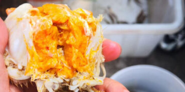 大闸蟹的蟹黄蟹膏吃了会发胖吗？