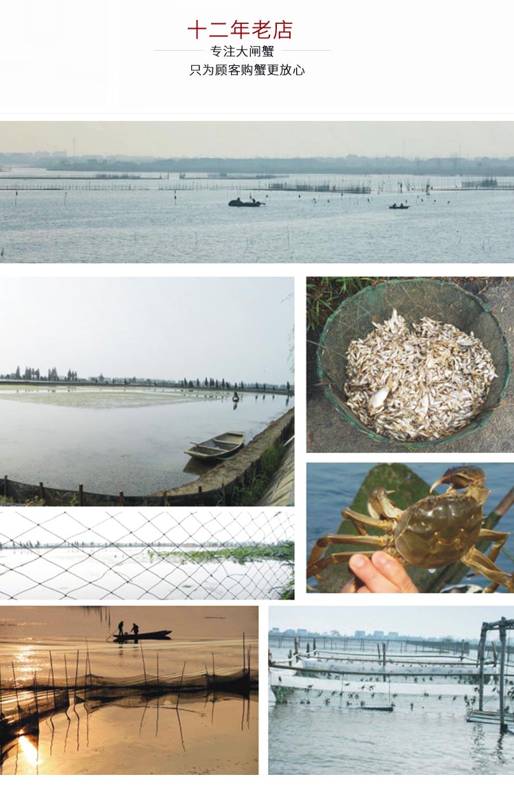固城湖大闸蟹养殖场照片